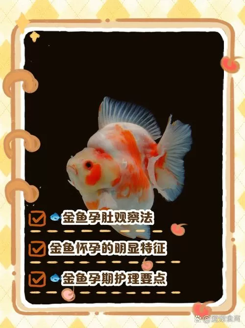 怎么判断小金鱼怀孕了