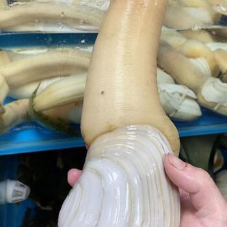 象拔蚌6全文