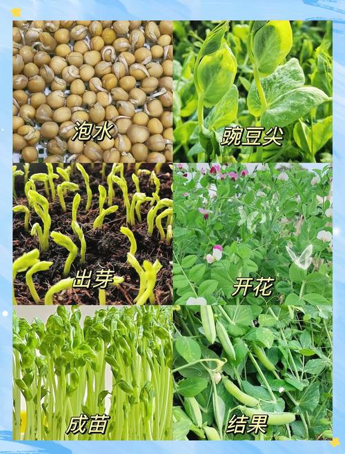 种豌豆怎么种