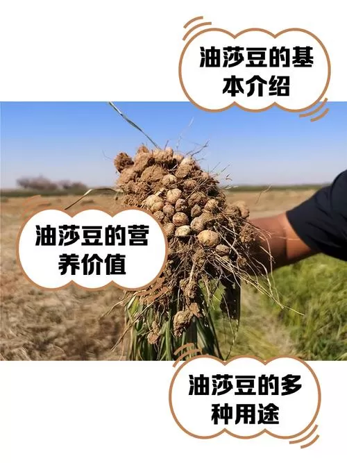 新疆油莎豆怎么吃