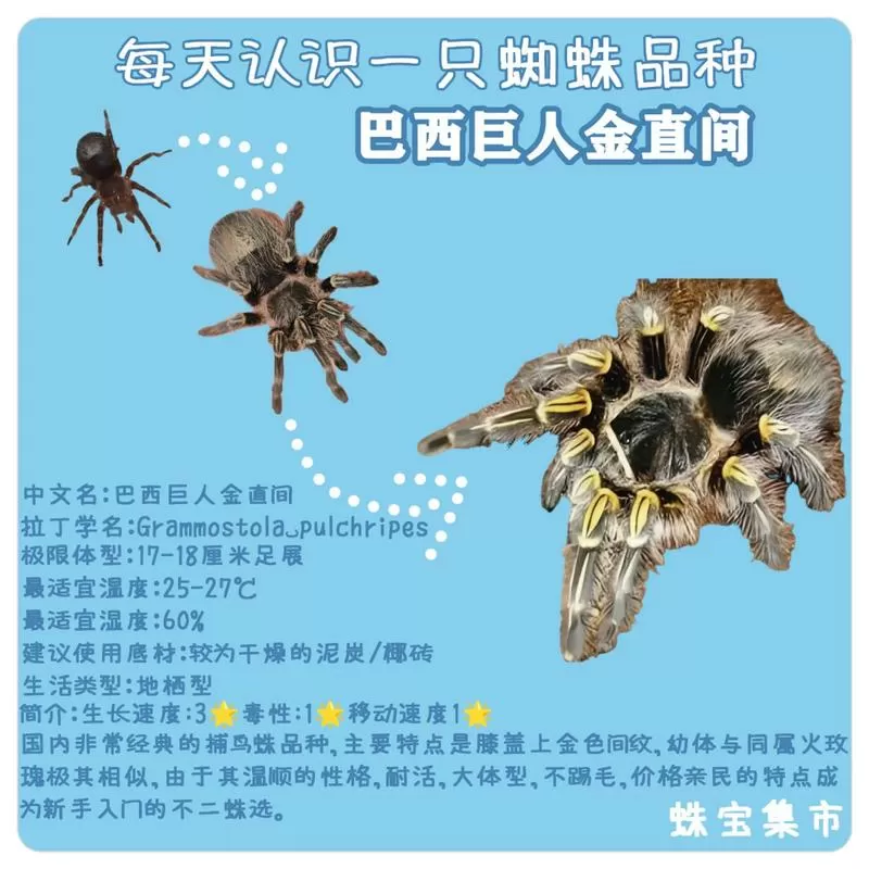 捕鸟蛛品种大全