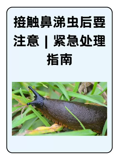 卫生间有鼻涕虫是怎么回事