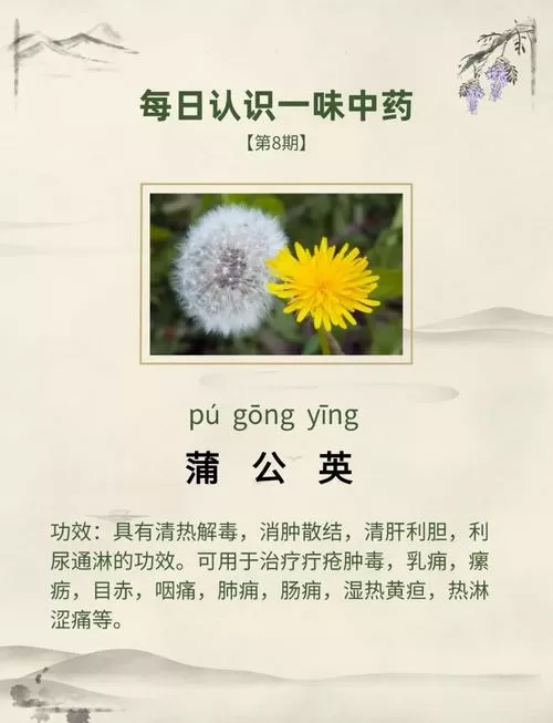 蒲公英的功效与作用