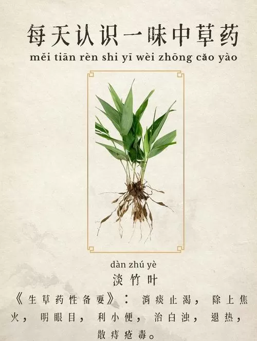 淡竹叶功效作用