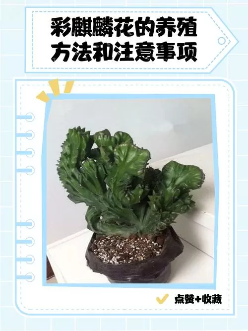 彩麒麟花的养殖方法和注意事项