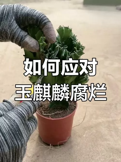 玉麒麟腐烂了怎么补救