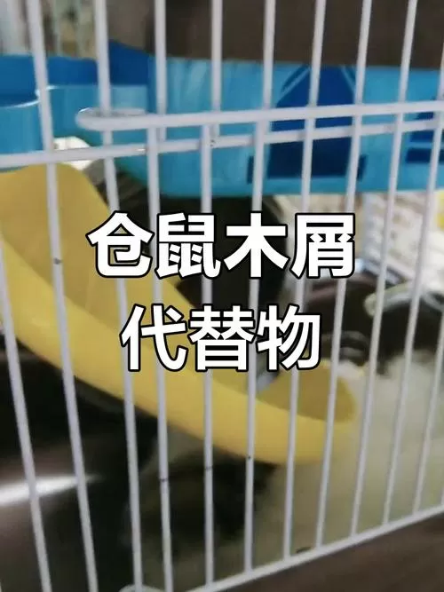 仓鼠的木屑可以用什么东西代替