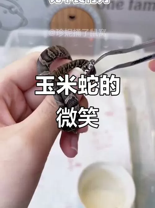 玉米蛇的牙可以拔掉吗